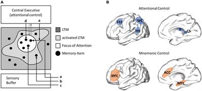 Rhythms of human attention and memory: An embedded process perspective